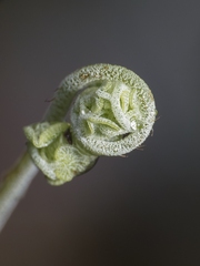 Adiantum chilense scabrum
