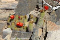 Trichocereus huascha