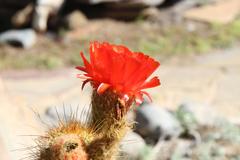 Trichocereus huascha