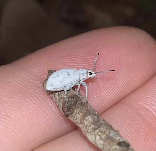 Sri Lanka Weevil photo 6