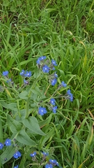 Anchusa azurea
