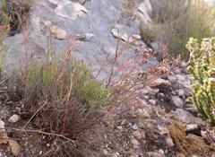 Limonium scabrum scabrum