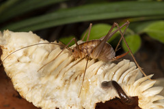 Euhadenoecus puteanus