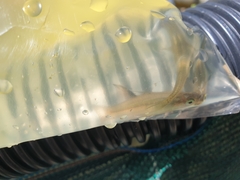 Pseudomugil signifer