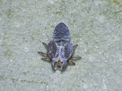 Ctenarytaina eucalypti