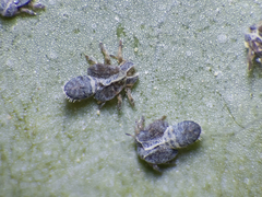Ctenarytaina eucalypti