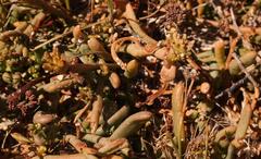 Thesium frisea