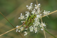 Pseudopodisma transilvanica
