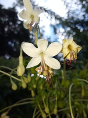 Clerodendrum indicum