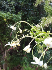 Clerodendrum indicum
