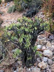 Tylecodon reticulatus phyllopodium
