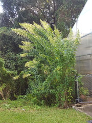 Clerodendrum indicum