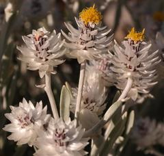 Syncarpha argyropsis