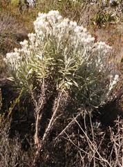 Syncarpha argyropsis