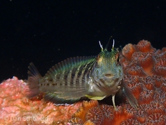 Parablennius marmoreus