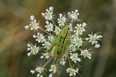 Pseudopodisma transilvanica