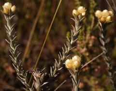 Achyranthemum mucronatum