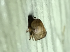 Clastoptera xanthocephala