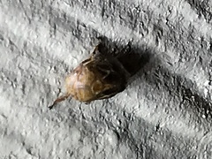 Clastoptera xanthocephala