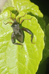 Acanthocephala bicoloripes image