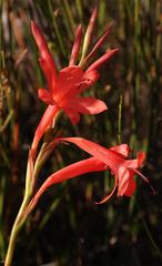 Watsonia fergusoniae