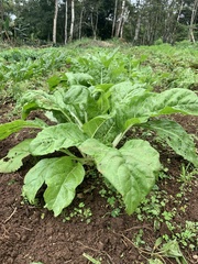 Beta vulgaris cicla