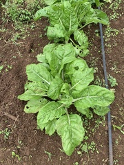 Beta vulgaris cicla