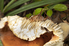 Euhadenoecus puteanus