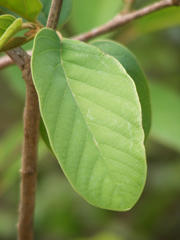 Annona senegalensis senegalensis