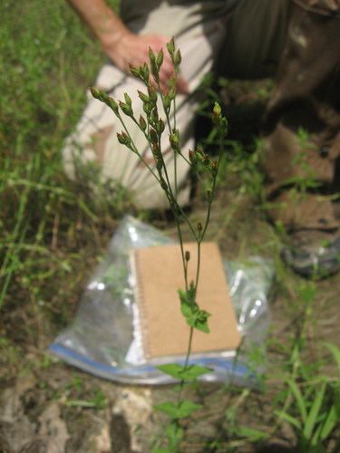 Claspingleaf St. Johnswort (Hypericum gymnanthum)