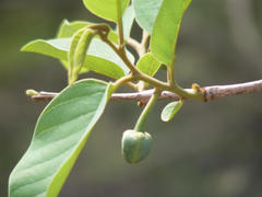 Annona senegalensis senegalensis