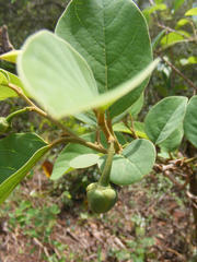 Annona senegalensis senegalensis