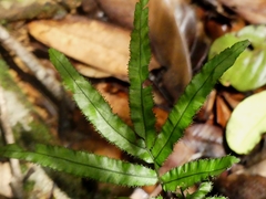 Trichomanes pinnatum