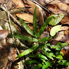 Trichomanes pinnatum