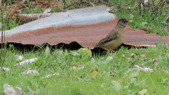 Turdus falcklandii magellanicus