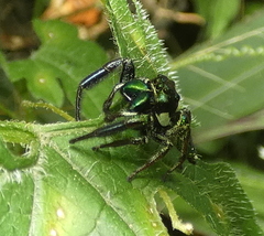 Parnaenus