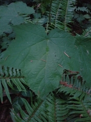 Rubus parviflorus parviflorus