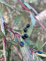 Plagiodera arizonae