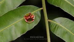 Aspidimorpha sanctaecrucis