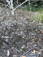 Magnoliopsida