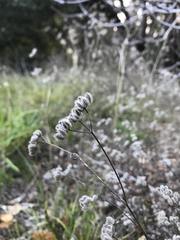 Magnoliopsida