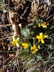 Viola douglasii