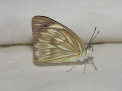 Ascia monuste orseis