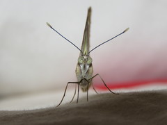 Ascia monuste orseis