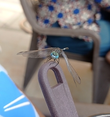 Diplacodes trivialis