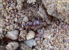 Tetramorium solidum