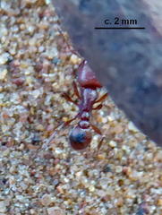 Tetramorium solidum