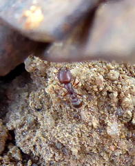 Tetramorium solidum