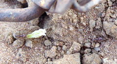 Tetramorium solidum
