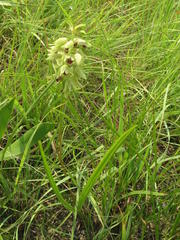 Orthochilus foliosus